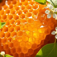 Propolis – właściwości zdrowotne, zastosowanie i dawkowanie